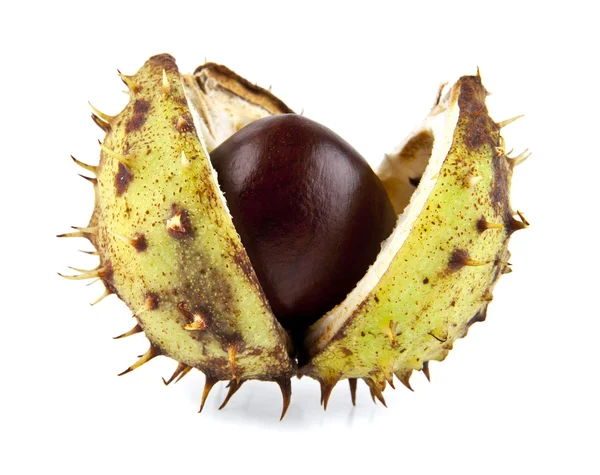 Whole chestnut on white — Stock Photo, Image