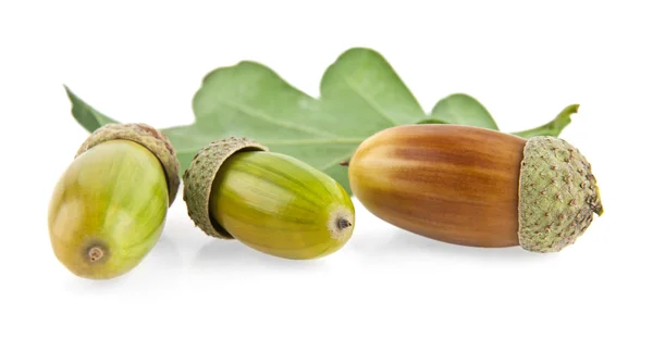 Green acorns on white — Stock Photo, Image