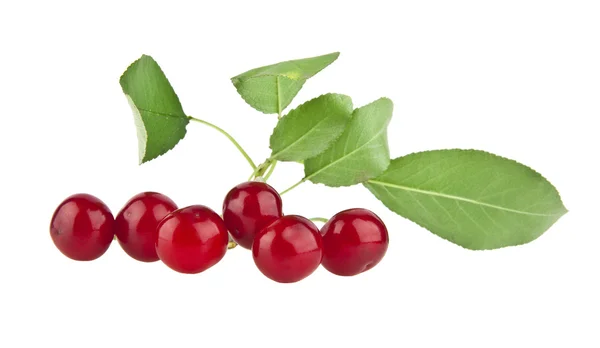 Ripe cherries on white — Stock Photo, Image