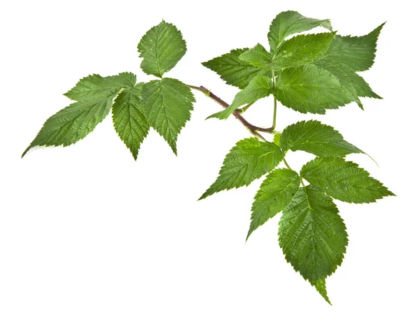 Leaves of raspberry om white — Stock Photo, Image
