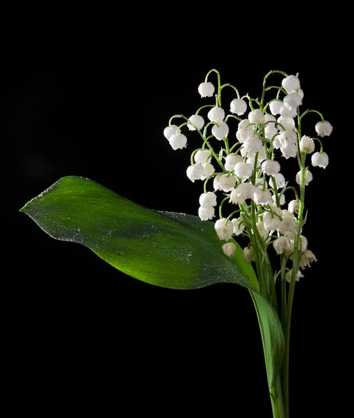 Liljekonvaljer på svart — Stockfoto