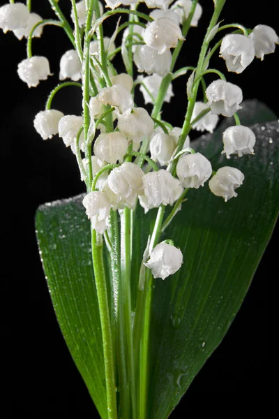 Lilies of the vince on black — стоковое фото
