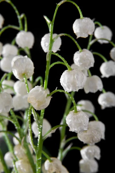 Lilies of the valley on black — Stock Photo, Image