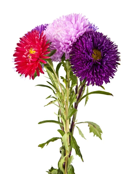 Bukett med krysantemum blommor — Stockfoto