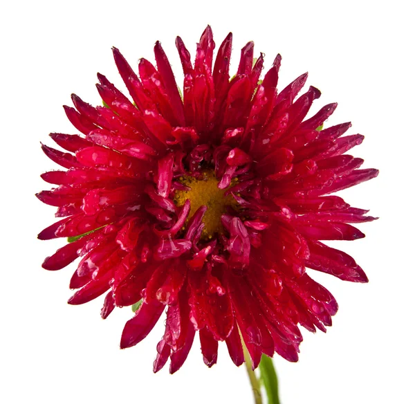 Red flower on white — Stock Photo, Image