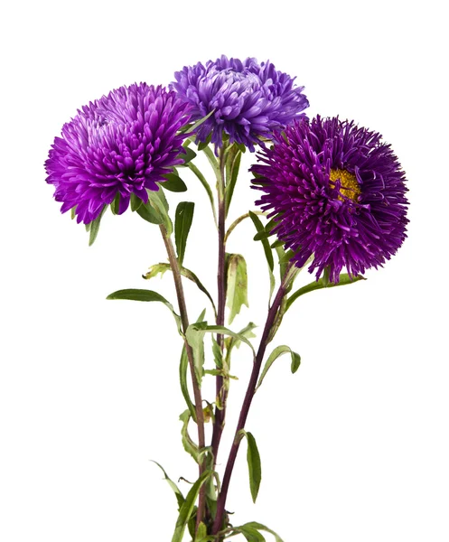 Lila krysantemum blommor — Stockfoto