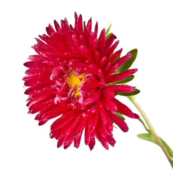 Červený květ na bílém pozadí — Stock fotografie