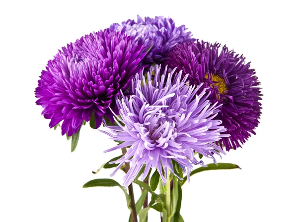 Lila krysantemum blommor — Stockfoto