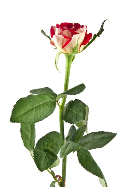 Única flor de rosa — Fotografia de Stock