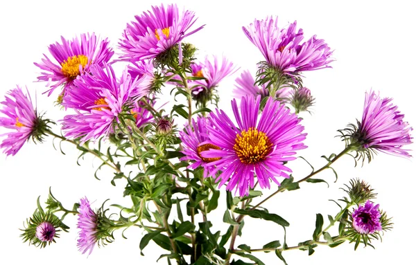 Strauß Chrysanthemenblüten — Stockfoto