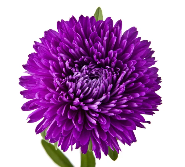单紫色菊花 — 图库照片