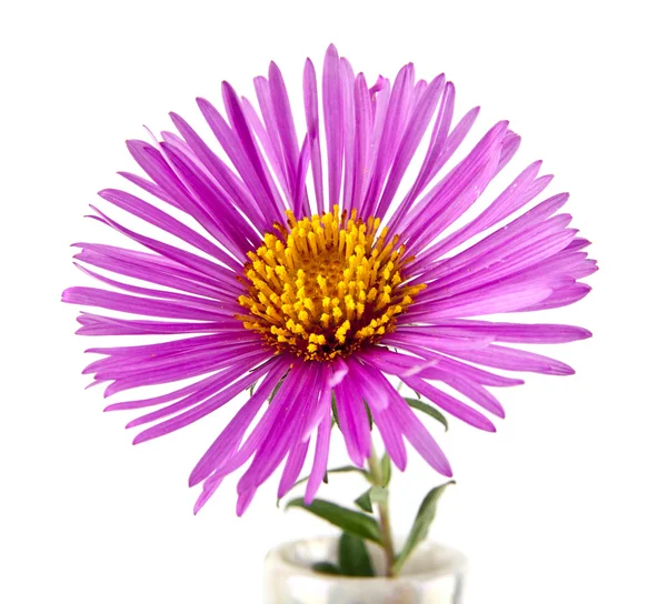 Één paarse chrysant bloem — Stockfoto