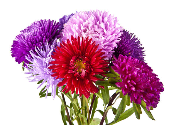 букет цветков хризантемы