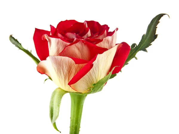 Цветок розы — стоковое фото