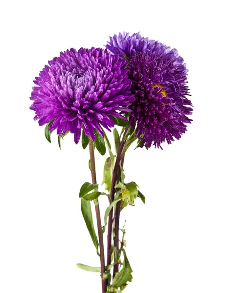 Bukett med krysantemum blommor — Stockfoto