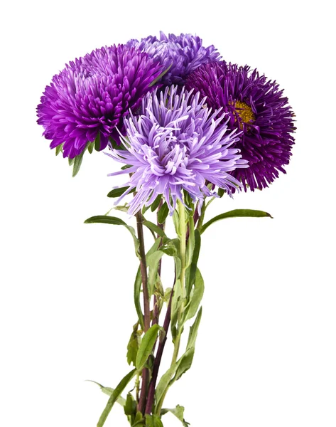 Flores de crisantemo púrpura — Foto de Stock