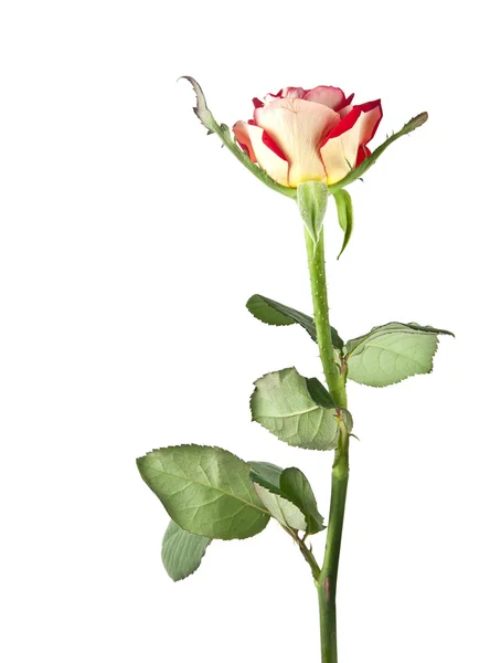 Singolo fiore di rosa — Foto Stock