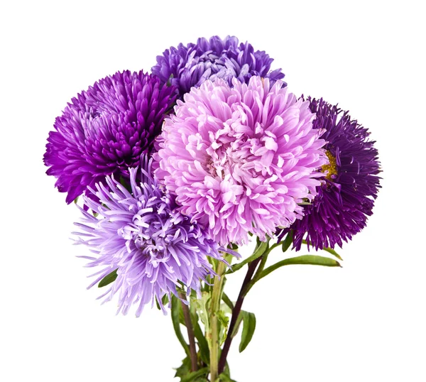 Lila krysantemum blommor — Stockfoto