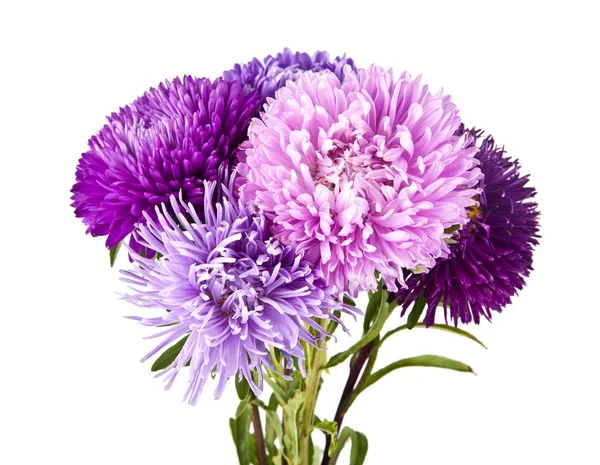 Blüten der lila Chrysantheme — Stockfoto