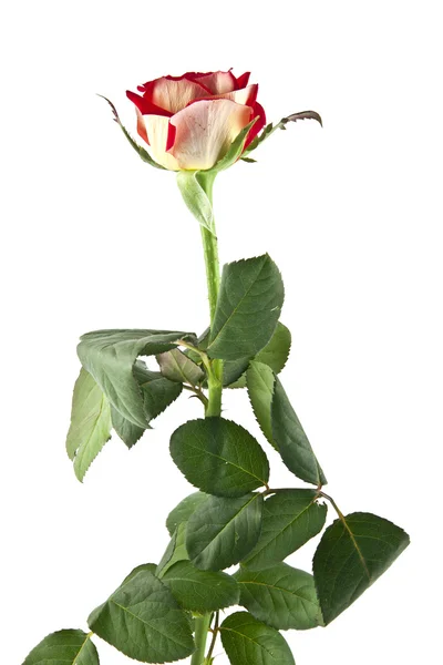 Pojedynczy kwiat róży — Zdjęcie stockowe