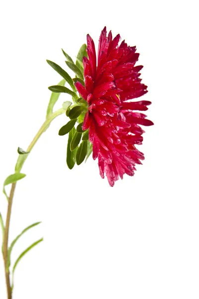 Één chrysant bloem — Stockfoto