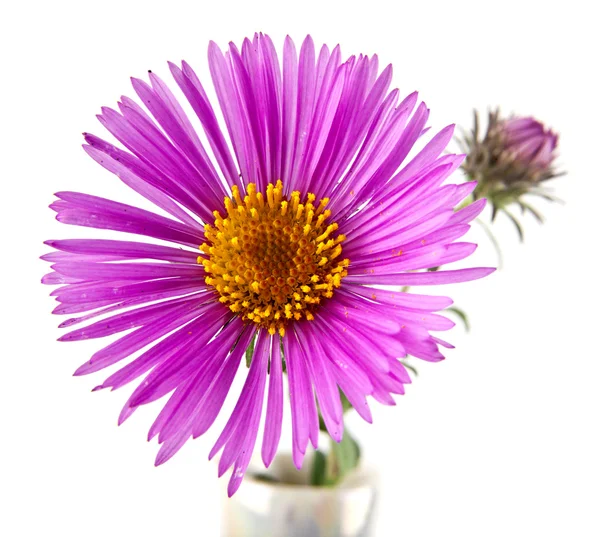 Één paarse chrysant bloem — Stockfoto