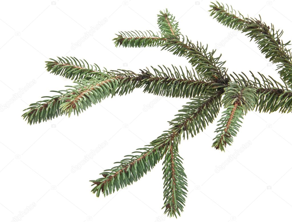 fir tree branch on white