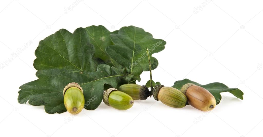 green acorns on white