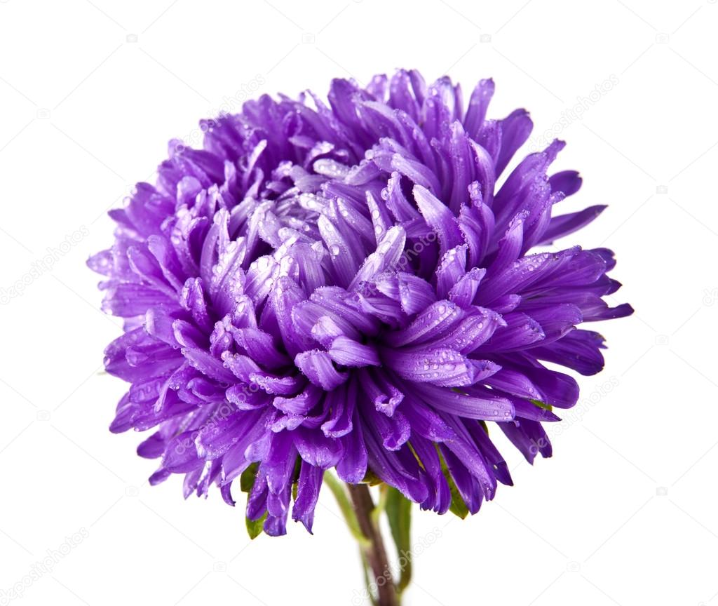 Één paarse chrysant bloem ⬇ Stockfoto, rechtenvrije foto door © valzan