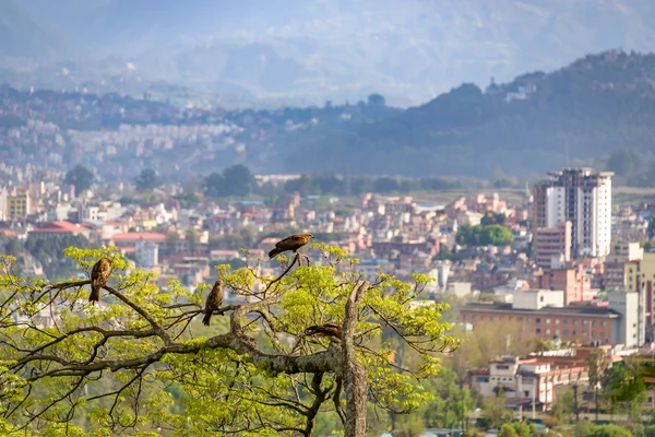 Birds of prey on a tree overlooking Kathmandu — Stock Photo, Image