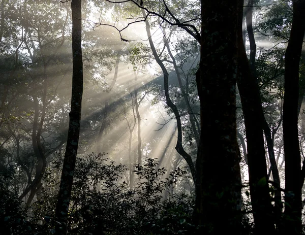 Sunrays passing through trees — Stock Photo, Image