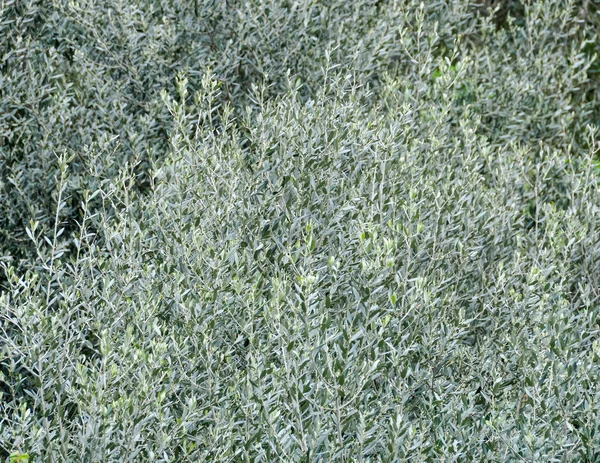 Оливкове дерево листя — стокове фото