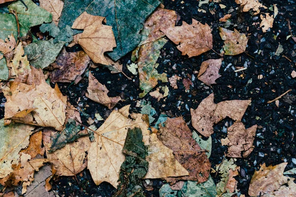 Algunas hojas de otoño —  Fotos de Stock