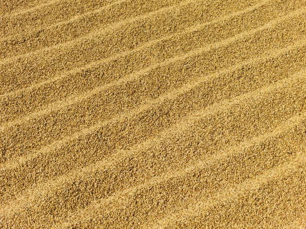 Rice drying in the sun — Stock Photo, Image