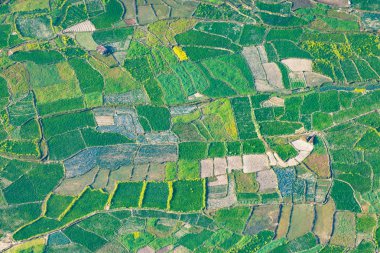 Paddy alanları havadan görünümü