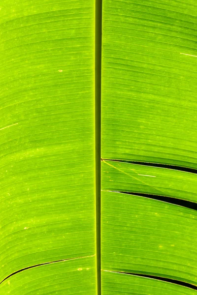 Banana leaf detail — Stock Photo, Image