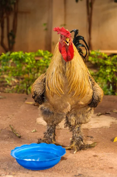 Rooster with water in a blue bassin