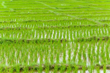 Genç pirinç büyüyen