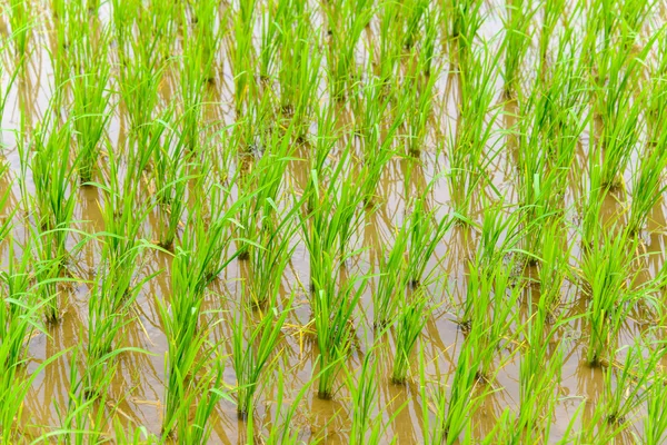 Jonge rijst groeit — Stockfoto