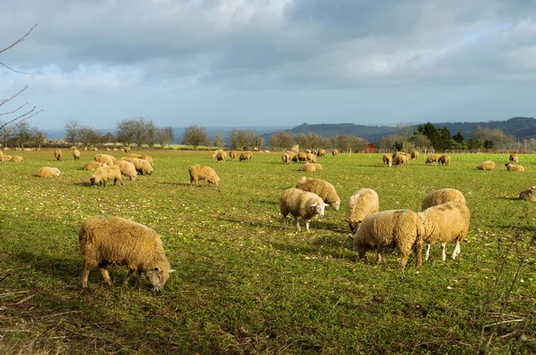Ovce v poli v zimě — Stock fotografie
