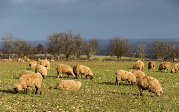 Schafe auf einem Feld im Winter — Stockfoto