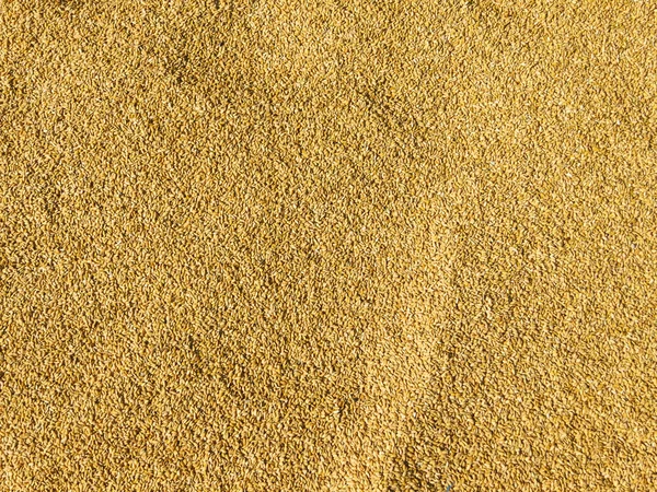 Рисова сушка на сонці — стокове фото
