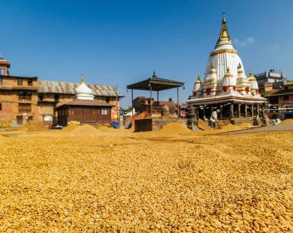 Rijst drogen in Bungamati, Nepal — Stockfoto