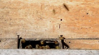 Arılar bir arı kovanı ve dışarı geliyor