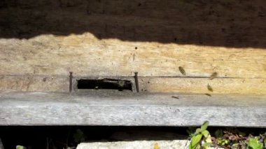 Arılar bir arı kovanı ve dışarı geliyor