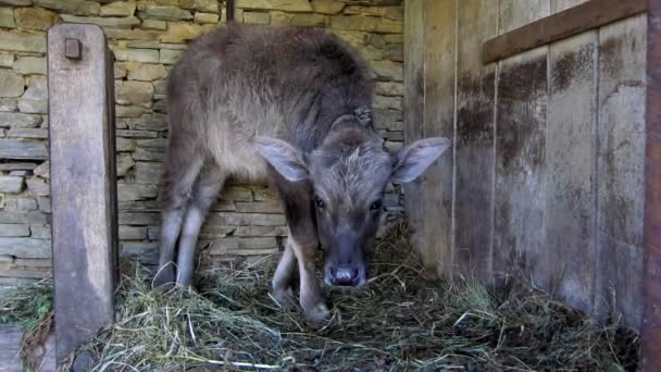 Jeune buffle dans un hangar — Video