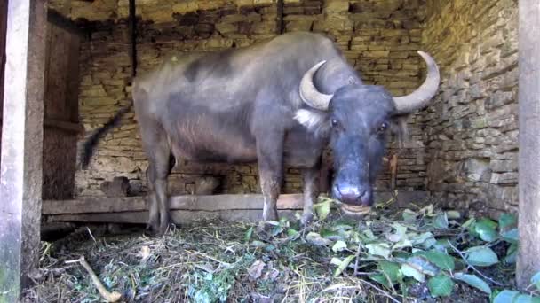 Buffalo in een schuur — Stockvideo