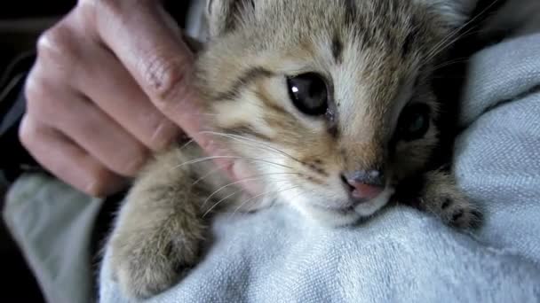 Woman petting a kitten — Stock Video