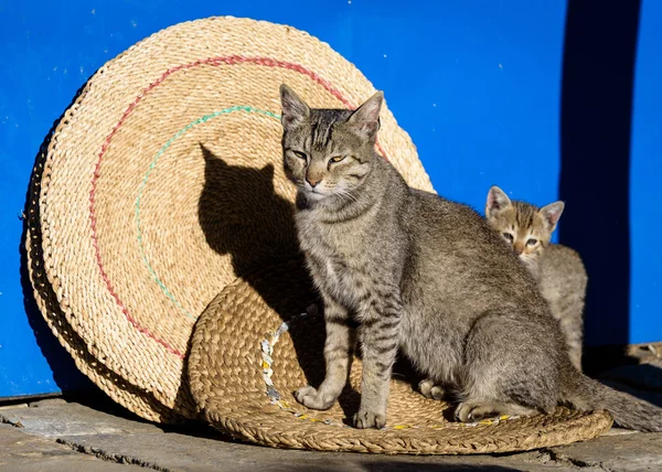 Mamma katt och sin kattunge — Stockfoto