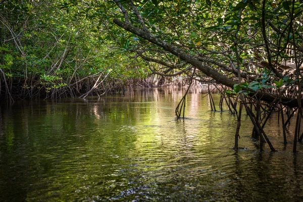 Mangrove i Indonesien — Stockfoto